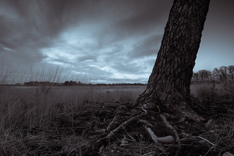 Strabrechtse Heide 185 van Deshamer