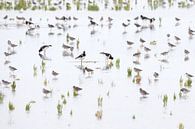 Waddensfeer met scholeksters, tureluurs en zeekraal van Anja Brouwer Fotografie thumbnail