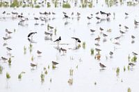 Tidal flats with oystercatchers, redshanks and glasswort