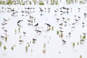 Tidal flats with oystercatchers, redshanks and glasswort by Anja Brouwer Fotografie