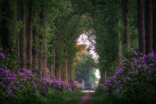 Path through the Rhododendrons