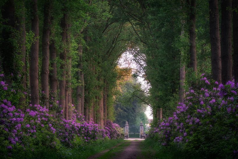 Bospad door de Rhododendrons van Edwin Mooijaart