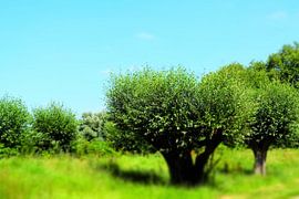 Knotwilgen in Nationaal Park de Biesbosch