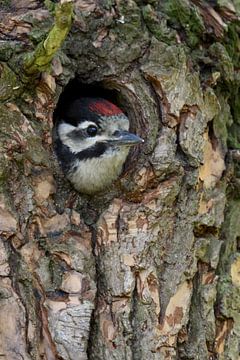 Greater / Great Spotted Woodpecker ( Dendrocopos major ), juvenile, chick, looking out of nest hole,
