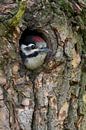 Greater / Great Spotted Woodpecker ( Dendrocopos major ), juvenile, chick, looking out of nest hole, van wunderbare Erde thumbnail