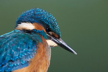 IJsvogel - Portret van een jonge ijsvogel