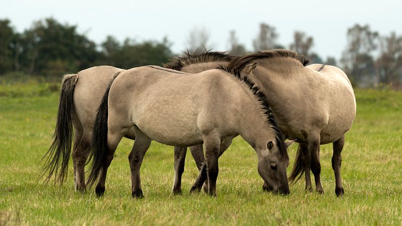 Konikpaarden van Maarten Verhees