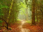 Forest-Theme (Bospad) van Caroline Lichthart thumbnail