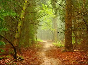 Forest-Theme (Forest trail) by Caroline Lichthart