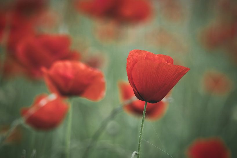 Red poppy field by Martin Köbsch