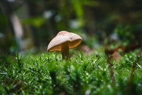 mini paddestoel in het bos 2