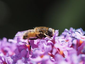 Blinde Biene, die den süßen Schmetterlingsstrauch genießt von Marjon Woudboer