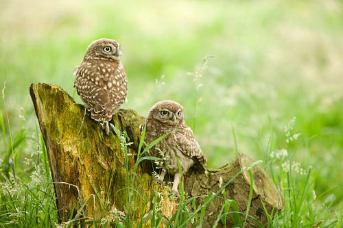 Petits hiboux