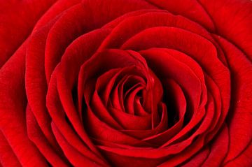 ~ Rode roos ~ van Ellen Driesse
