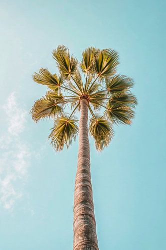 Palmboom in de lucht