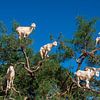 Geiten in de arganboom - een uniek natuurwonder bij Essaouira van NZME Photography