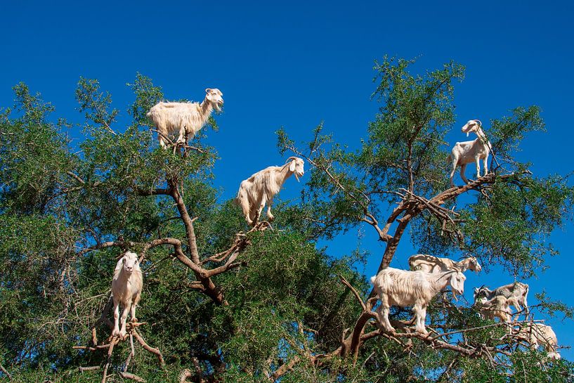 Goats in the argan tree - a unique natural wonder near Essaouira by NZME Photography