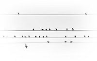 Vogels op een stroomkabel