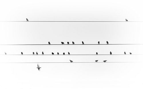 Vogels op een stroomkabel