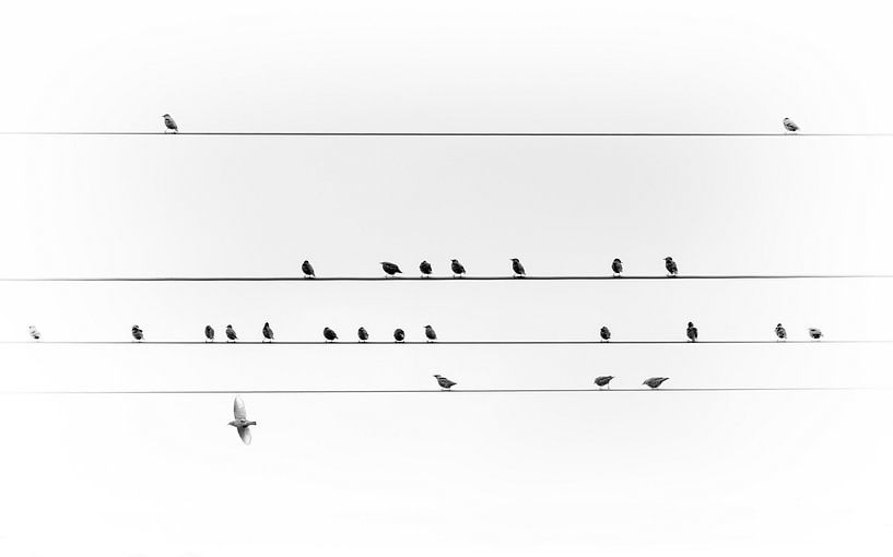 Vogels op een stroomkabel van Thomas Heitz