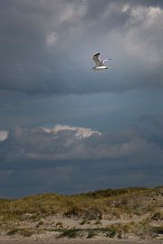 Seagull over the polar sea in Iceland