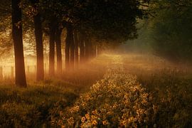 A path paved with flowers..... by R Smallenbroek
