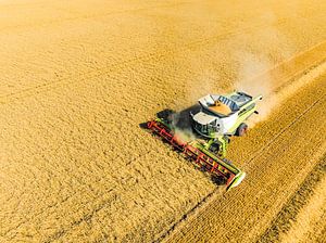 Mähdrescher bei der Weizenernte im Sommer von oben gesehen