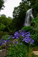 Tropische bloemen met waterval op de achtergrond