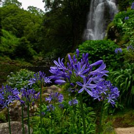 Tropische bloemen met waterval op de achtergrond van Claudia Esveldt