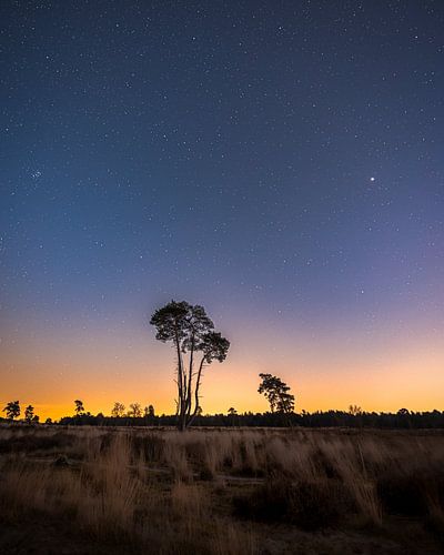 Loonse en Drunense Duinen in de Nacht