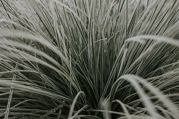 Pampasgras
