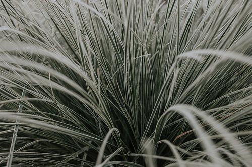 L'herbe de la pampa sur Monique Brunt
