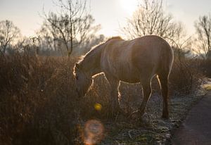 Cheval konik avec fusée d'objectif