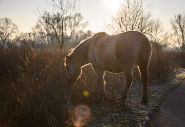 Konik horse with lens flare by Tania Perneel