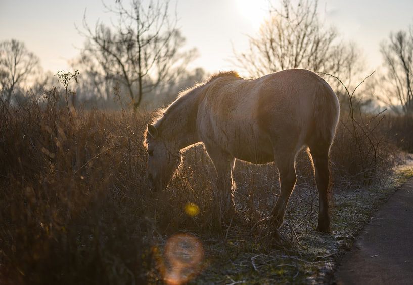 Konik horse with lens flare by Tania Perneel