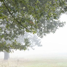 Morgen mit Nebel über den Feldern von Desirée de Beer