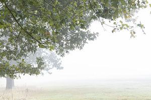 Matin avec du brouillard sur les champs sur Desirée de Beer