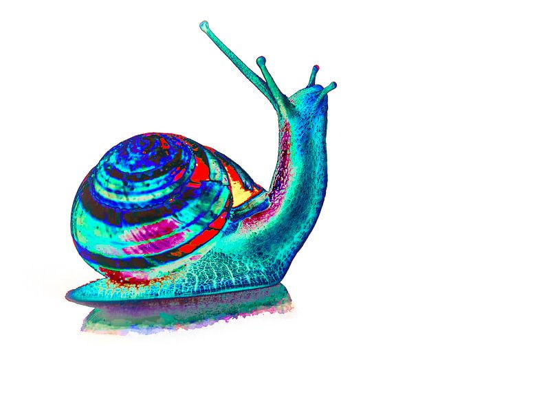Snail by Freddy Hoevers