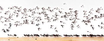 Flug von Austernfischern am Strand von Paul Roholl