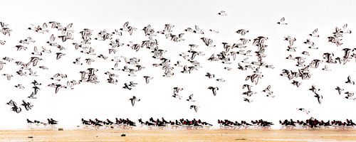 Flight of oystercatchers on beach by Paul Roholl