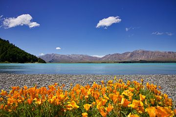 Türkis und Gold von Laura Krol