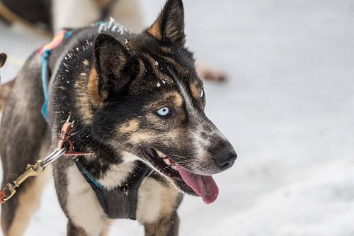 safari husky en Norvège