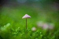 Mushrooms Rhenen