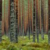 Wall of trees by Gerry van Roosmalen