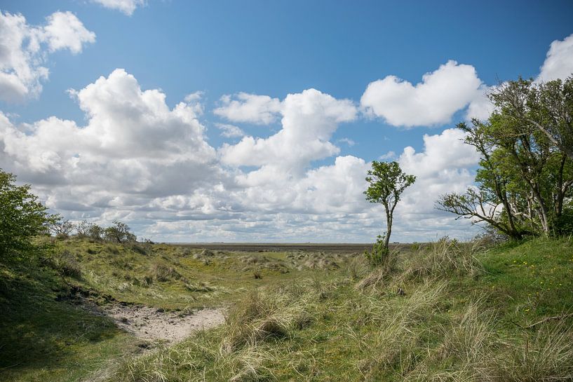 Panorama mit Baum auf Schiermonnikoog von Patrick Verhoef
