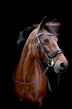 paard van Marcel Geerings