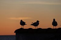Meeuwen op muur bij zondondergang