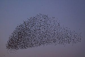 Stargruppe mit fliegenden Vögeln am Himmel bei Sonnenuntergang