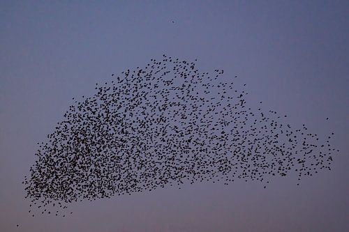 Spreeuwen in de lucht tijdens zonsondergang
