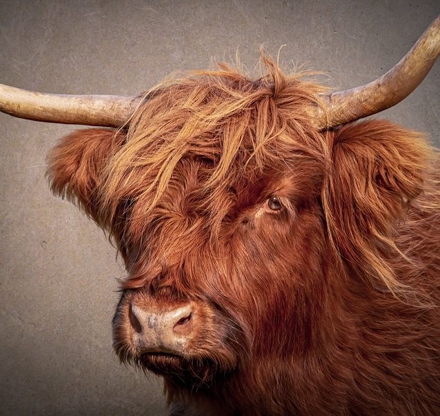 Kopf eines schottischen Highlanders von Marjolein van Middelkoop